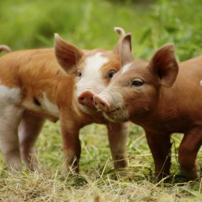 Servicio Tecnico Especializado en Producción Porcina